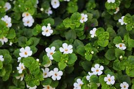 Bacopa-Monnieri