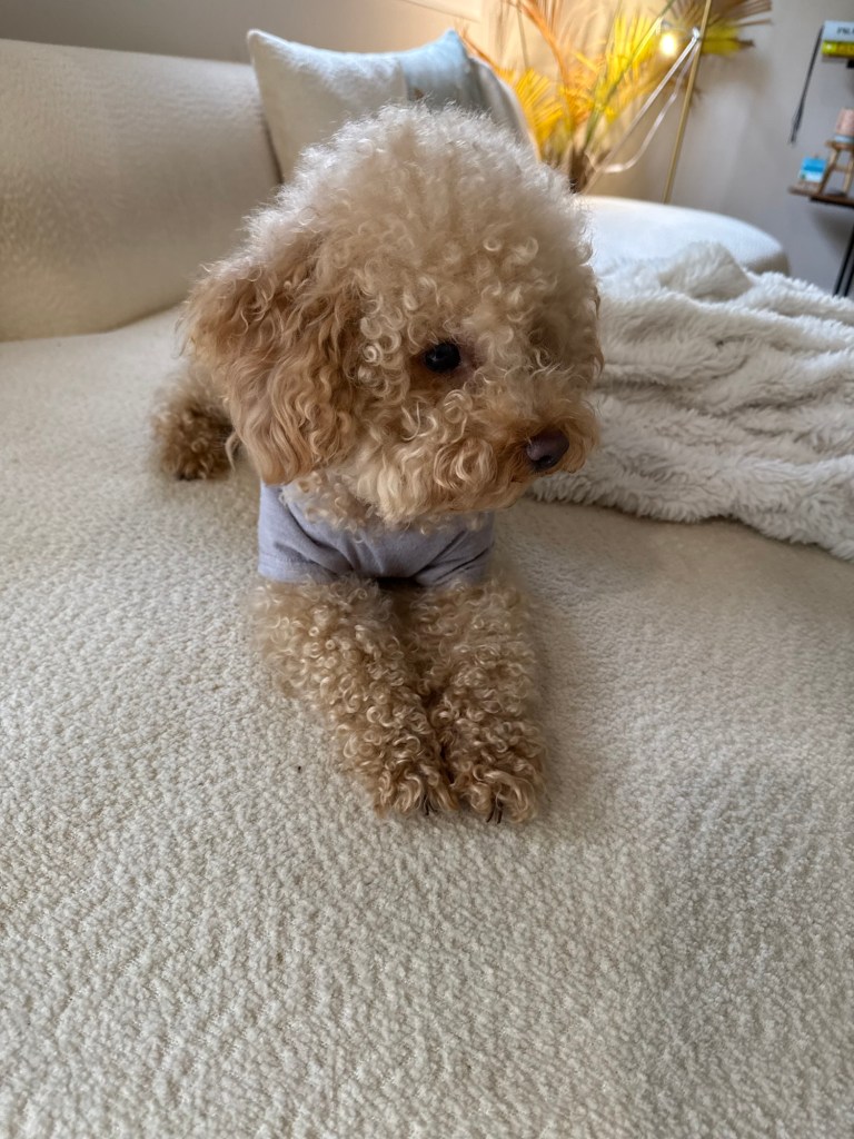 Queen-christina-and-king-james-contemplative-cockapoo-Teddy