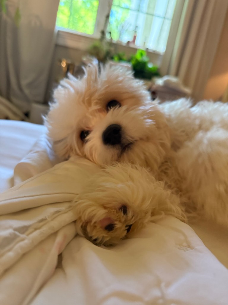 Dog-of-king-james-queen-christina